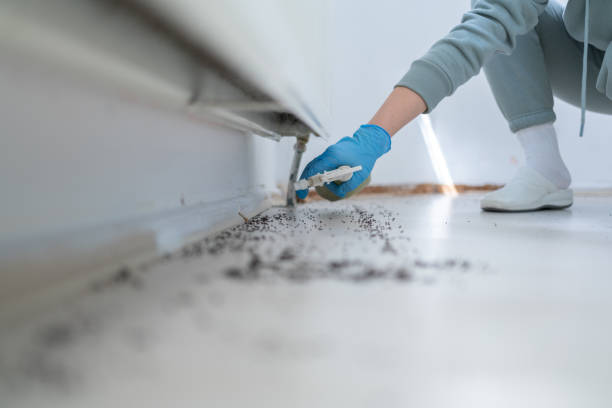 Best Flea Control Services  in Forest Lake, MN